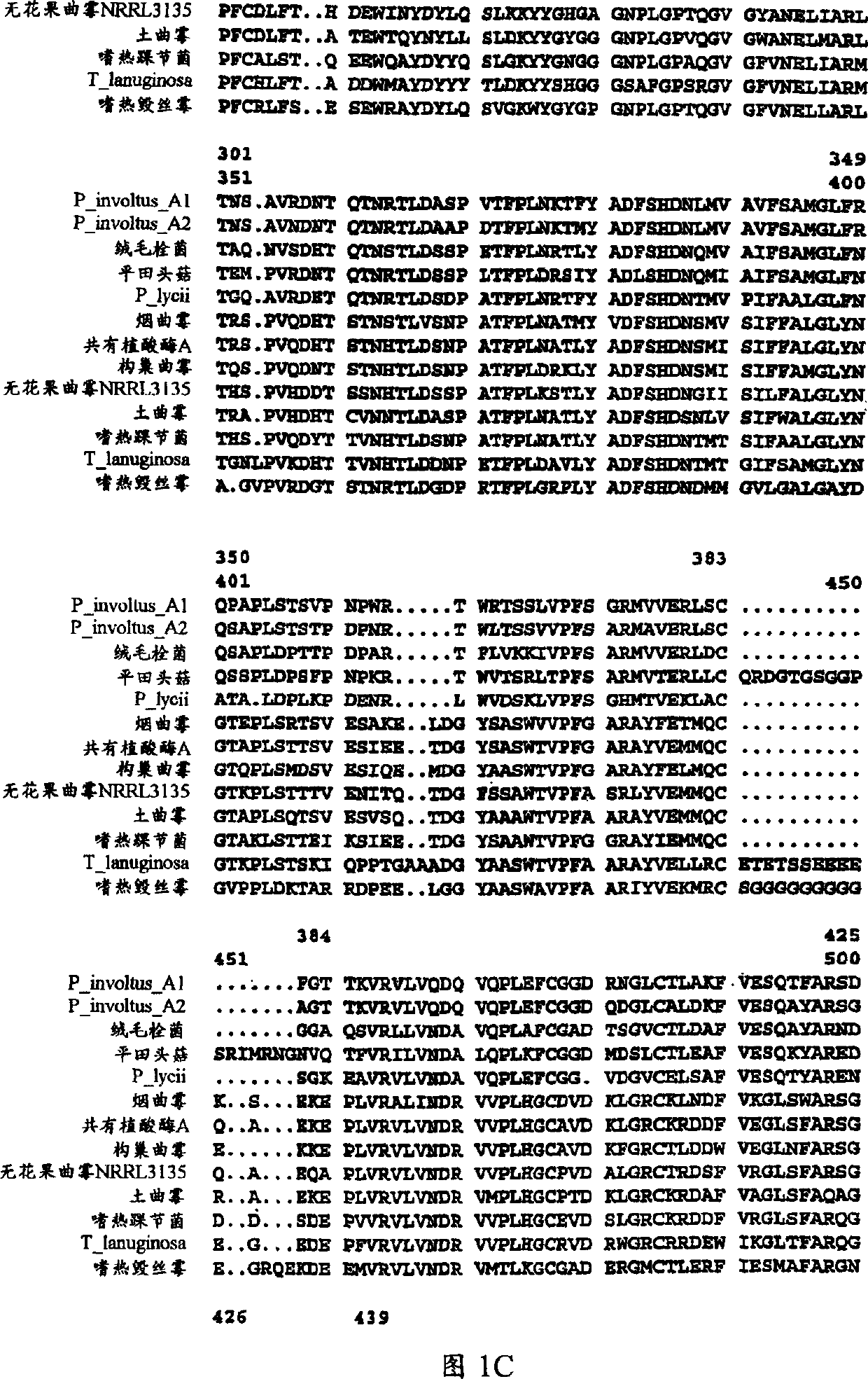 Phytase variants