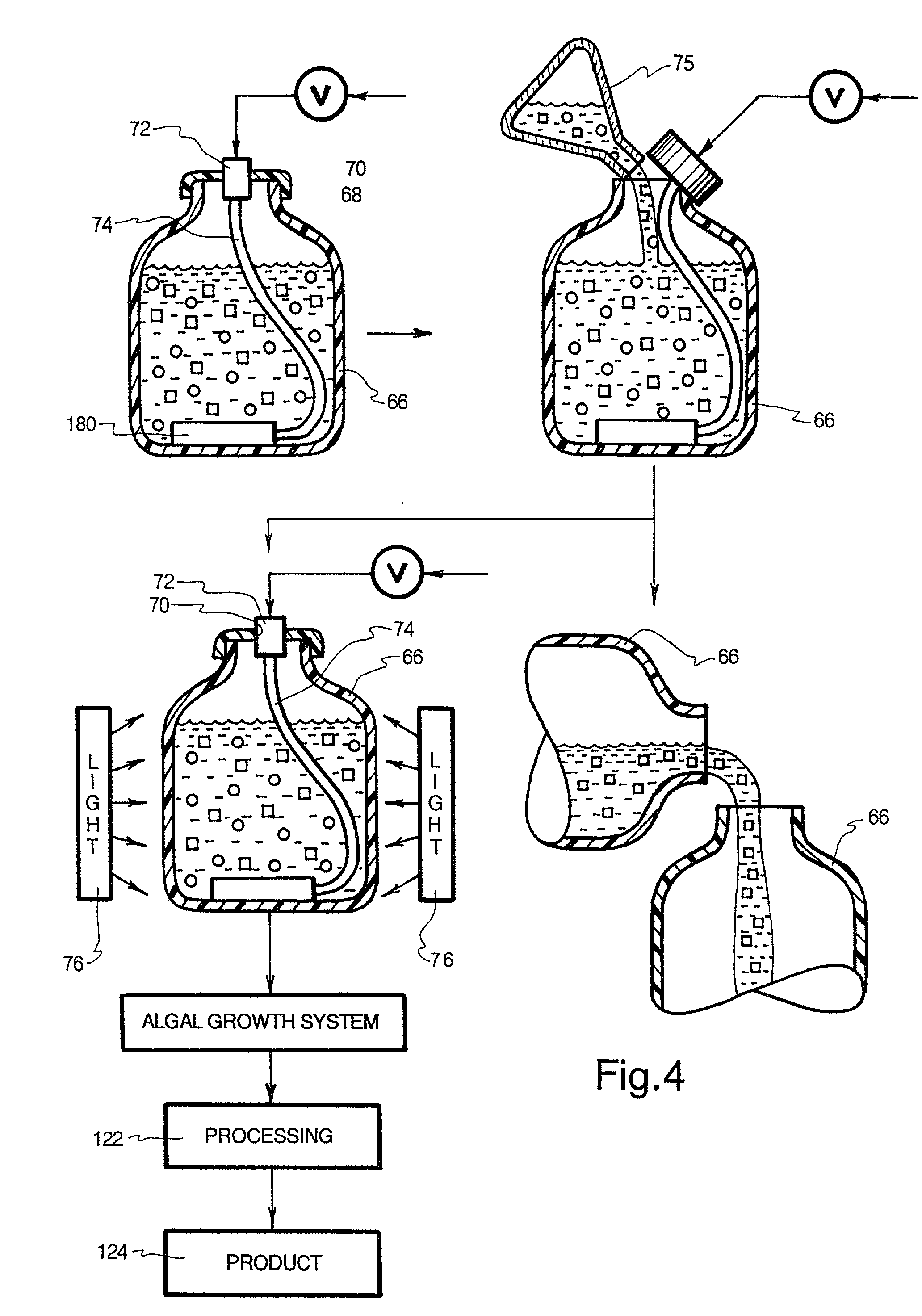 Process and apparatus for isolating and continuosly cultivating, harvesting, and processing of a substantially pure form of a desired species of algae