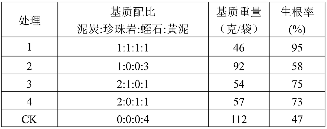 A kind of method for cultivating Chinese fir light substrate cutting container seedlings