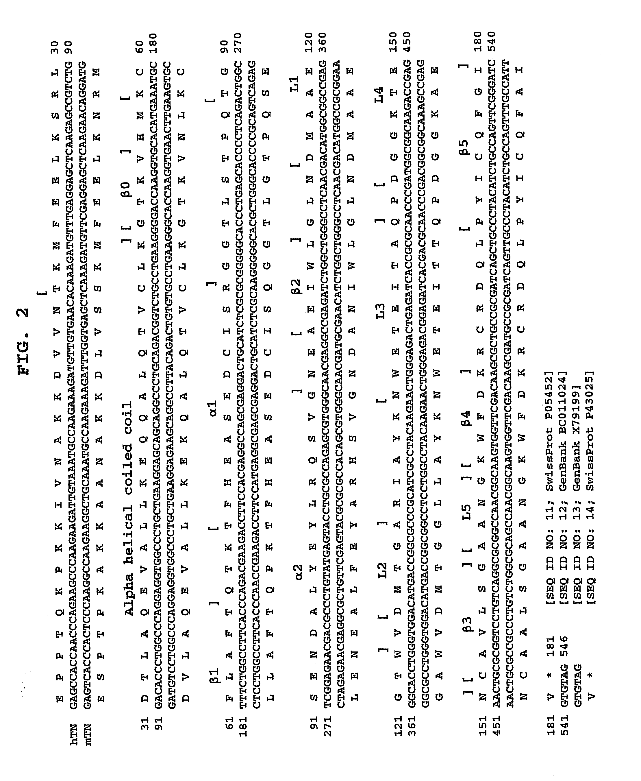 Combinatorial Libraries Based on C-type Lectin-like Domain