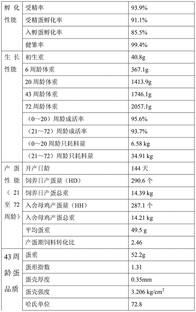 Hybrid breed production mode of black feather chicken commercial line