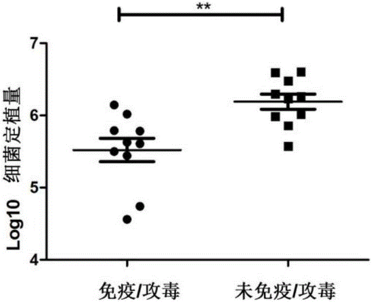 Helicobacter pylori dominant antigen assembly based on CD4+T cell immunity and screening method