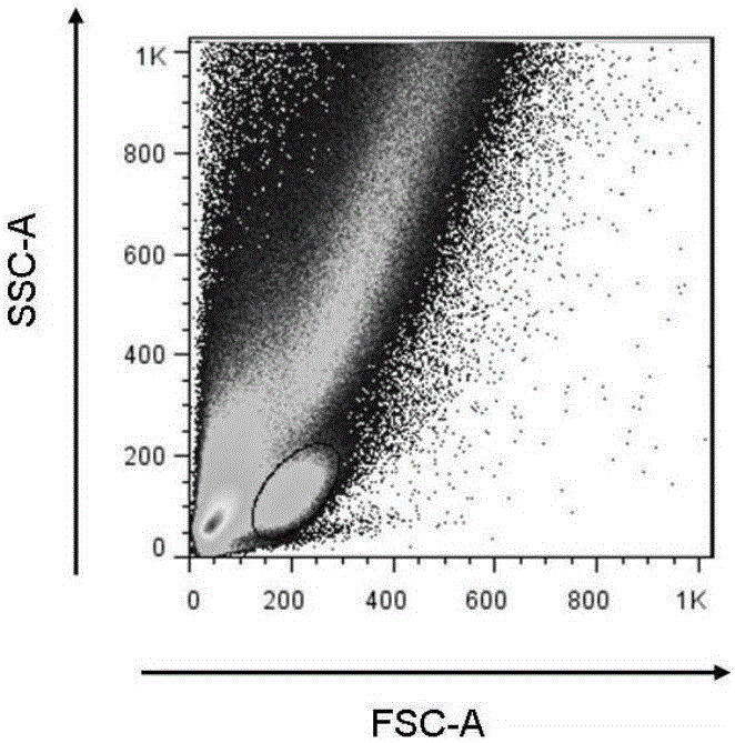 Helicobacter pylori dominant antigen assembly based on CD4+T cell immunity and screening method