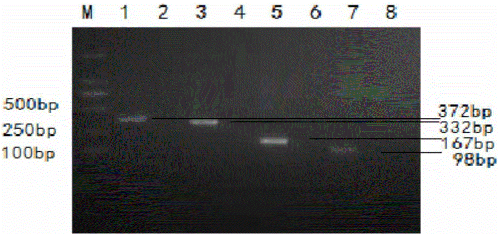 Liquid chip detection method for four types of pathogens of porcine virus diarrhea