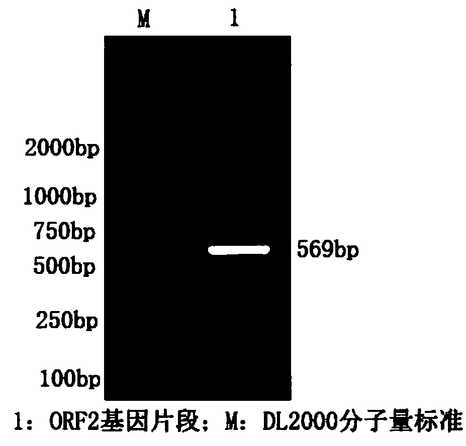 Method for detecting feline calicivirus