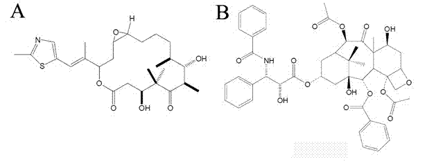 Gene epoO of sorangium cellulosum and its use in epothilone synthesis