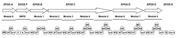 Gene epoO of sorangium cellulosum and its use in epothilone synthesis