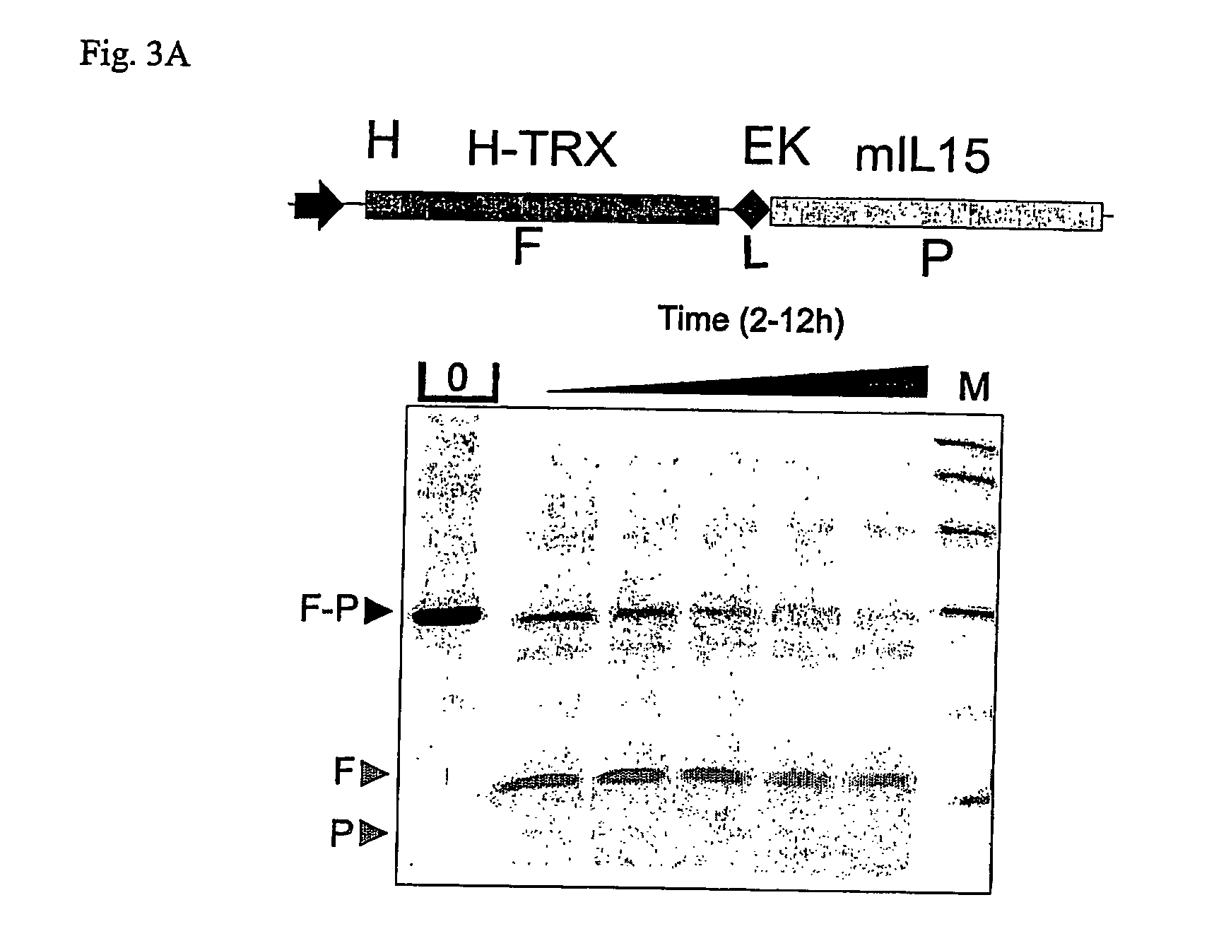 Use of caspase enzymes for maturation of engineered recombinant polypeptide fusions