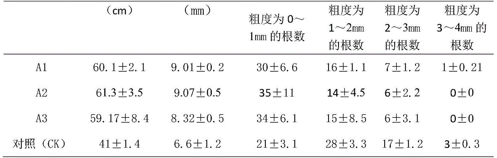 A kind of cultivating method of double-purpose single-stem medlar bonsai with leaf and fruit