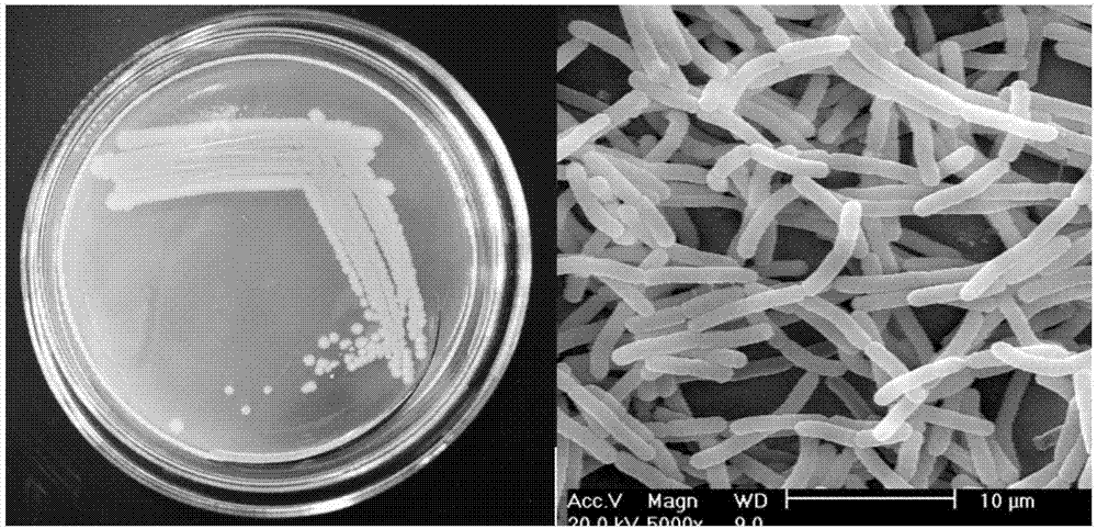 Plant endophyte capable of degrading PAEs and application of plant endophyte in PAEs polluted soil repair