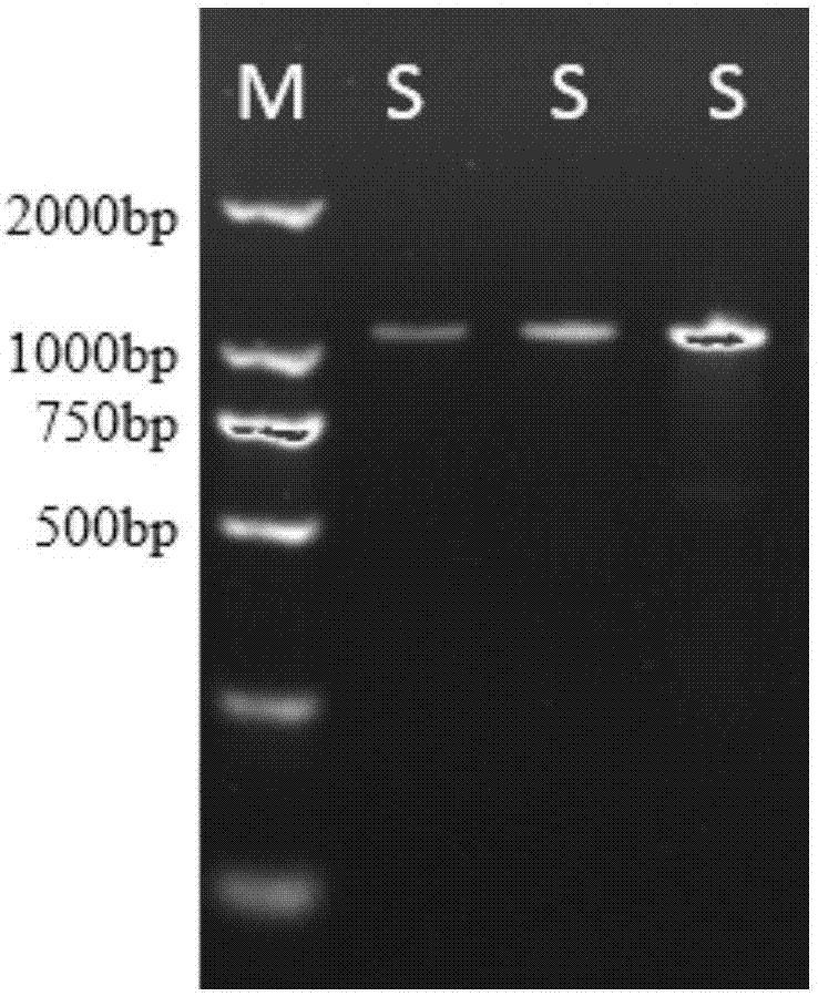 Plant endophyte capable of degrading PAEs and application of plant endophyte in PAEs polluted soil repair