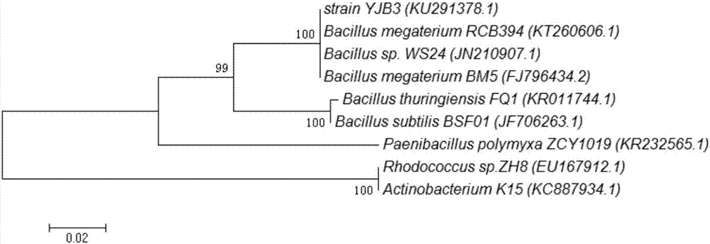 Plant endophyte capable of degrading PAEs and application of plant endophyte in PAEs polluted soil repair