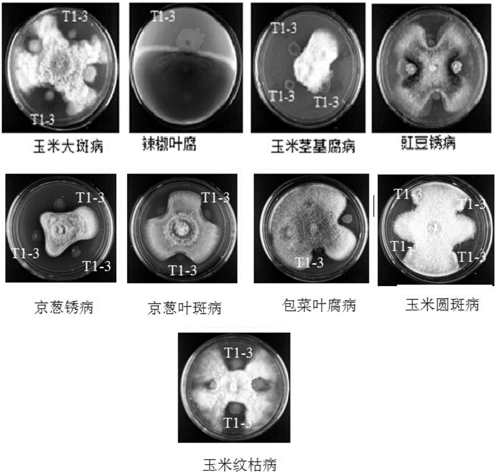 Pseudomonas aeruginosa and application thereof