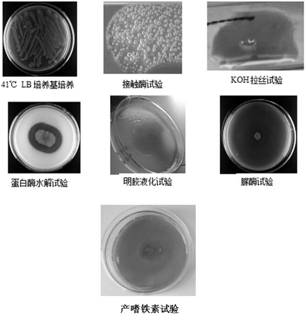 Pseudomonas aeruginosa and application thereof