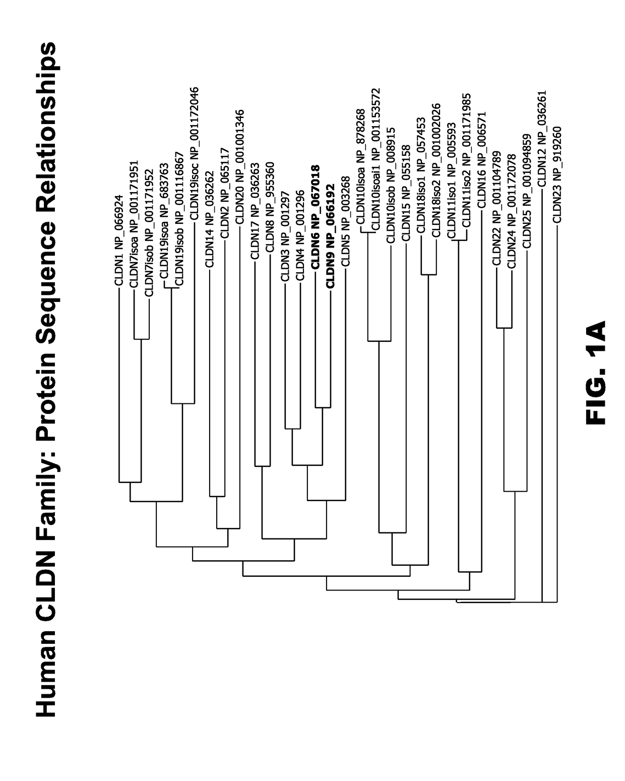 Novel Anti-claudin antibodies and methods of use