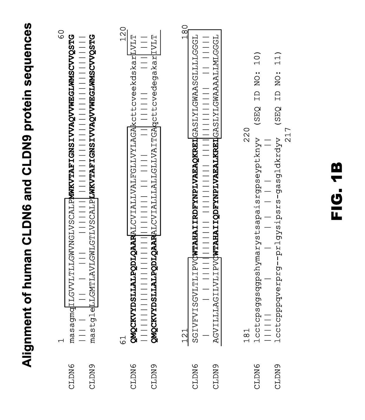 Novel Anti-claudin antibodies and methods of use