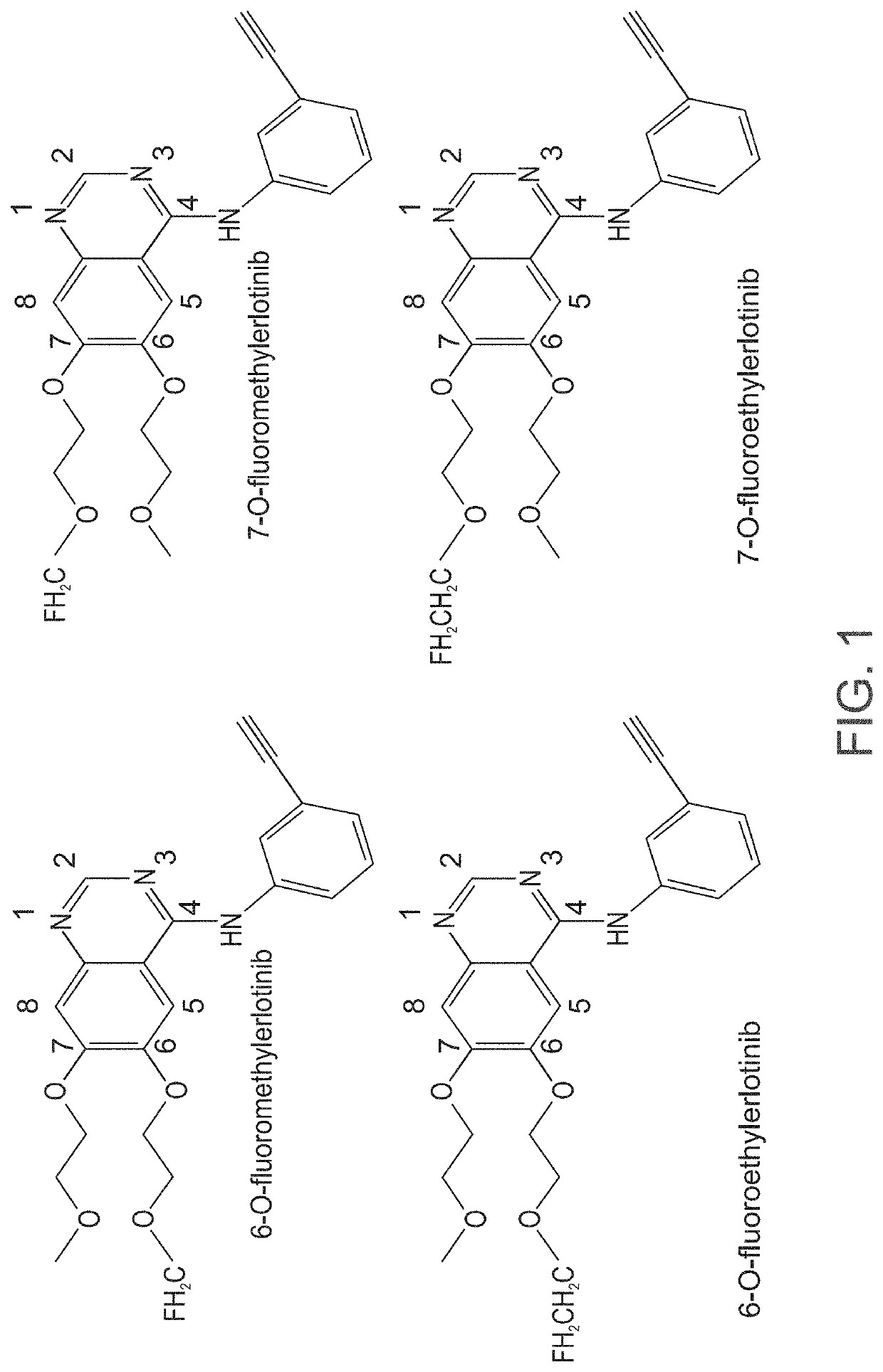 Radiolabeled erlotinib analogs and uses thereof