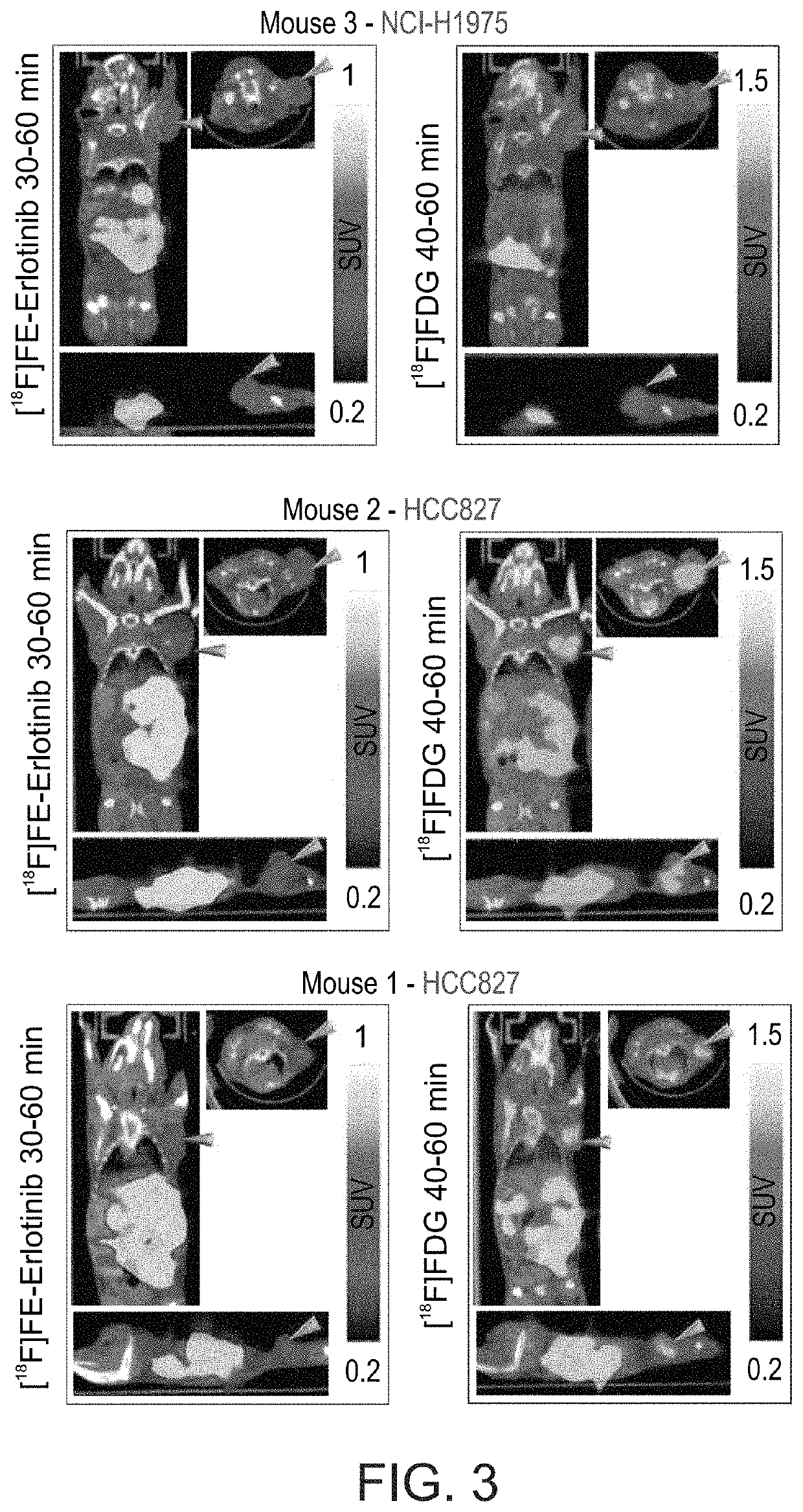 Radiolabeled erlotinib analogs and uses thereof