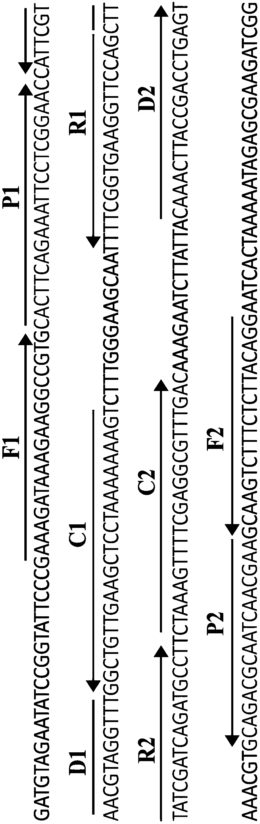 Method for detecting leptospira by multiple cross amplification in combination with nano-biosensor