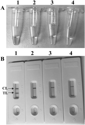 Method for detecting leptospira by multiple cross amplification in combination with nano-biosensor