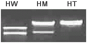 Primer for detecting gene polymorphism of RUNX1 rs2268277 and PCR (Polymerase Chain Reaction) method of primer