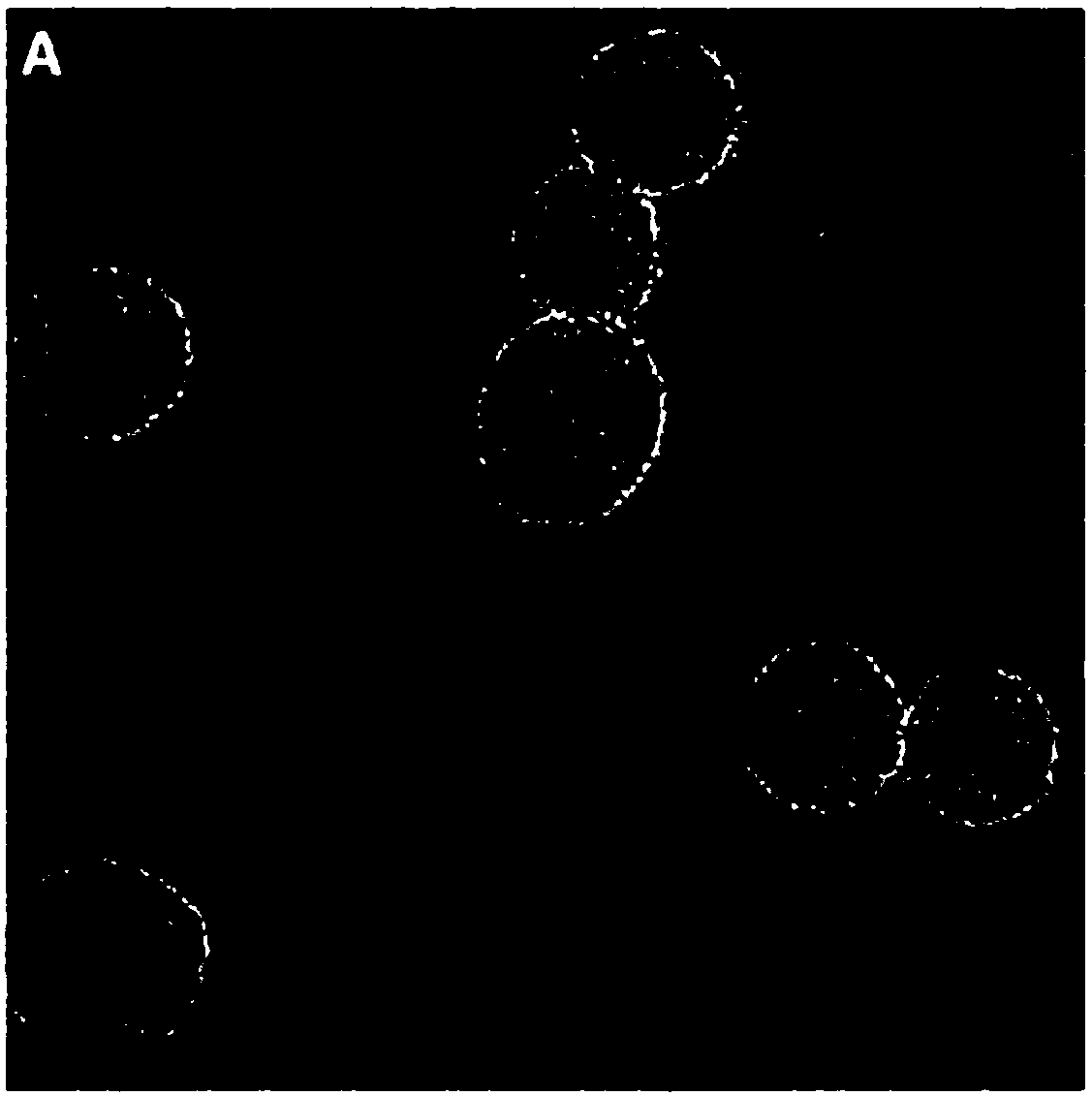 Preparation method of disulfide bond functionalized fluorescent mesoporous silica nanoparticles and application thereof