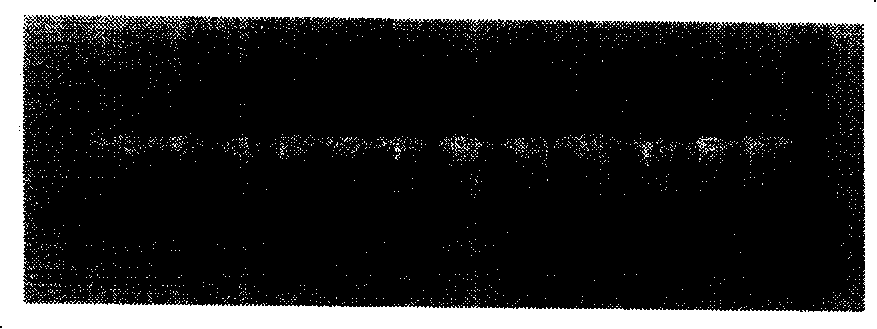 Method for detecting SPA FC fragment bound mammalian blood serum total IgG by dolloidal gold marker protein A