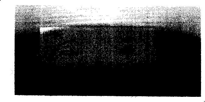 Method for detecting SPA FC fragment bound mammalian blood serum total IgG by dolloidal gold marker protein A