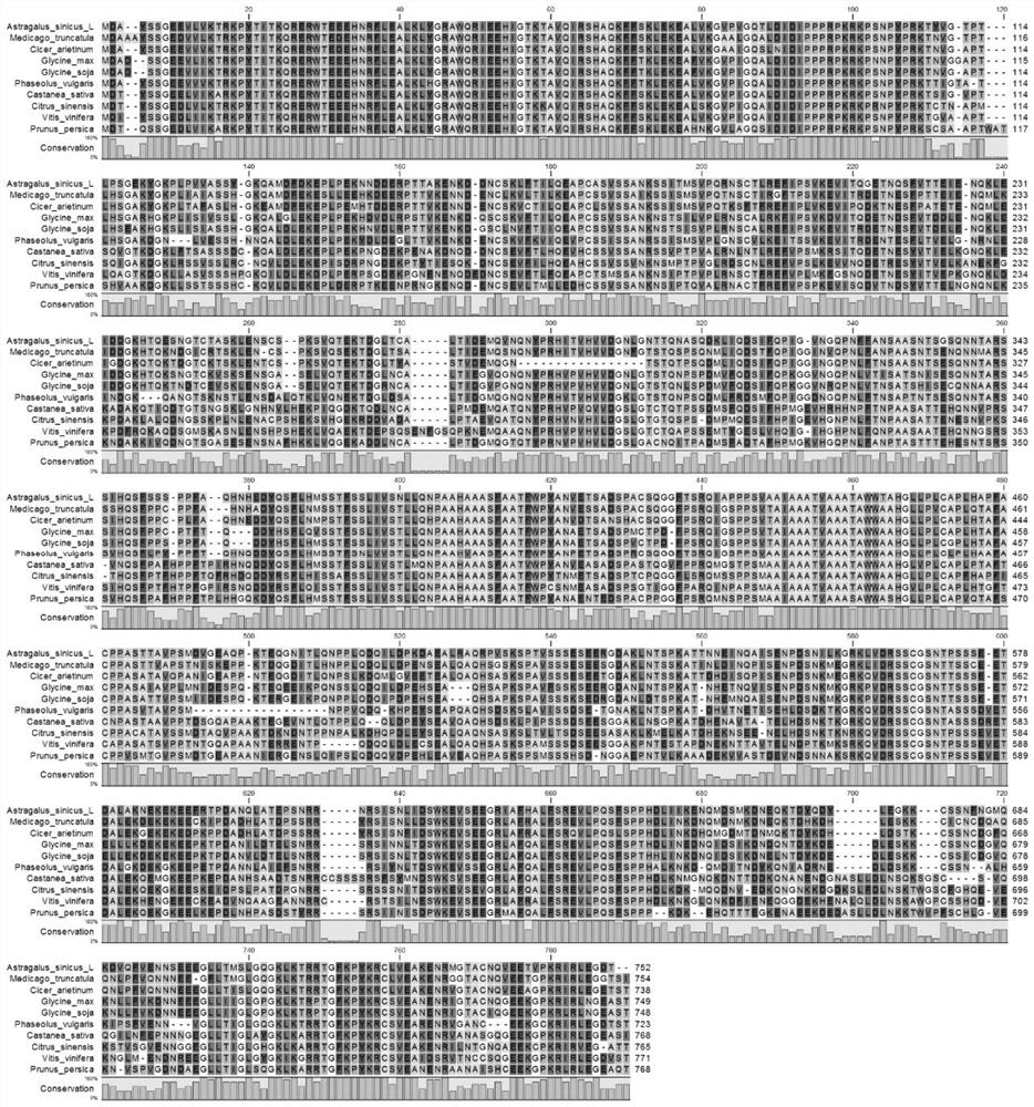 The lhy gene of Astragalus and its application