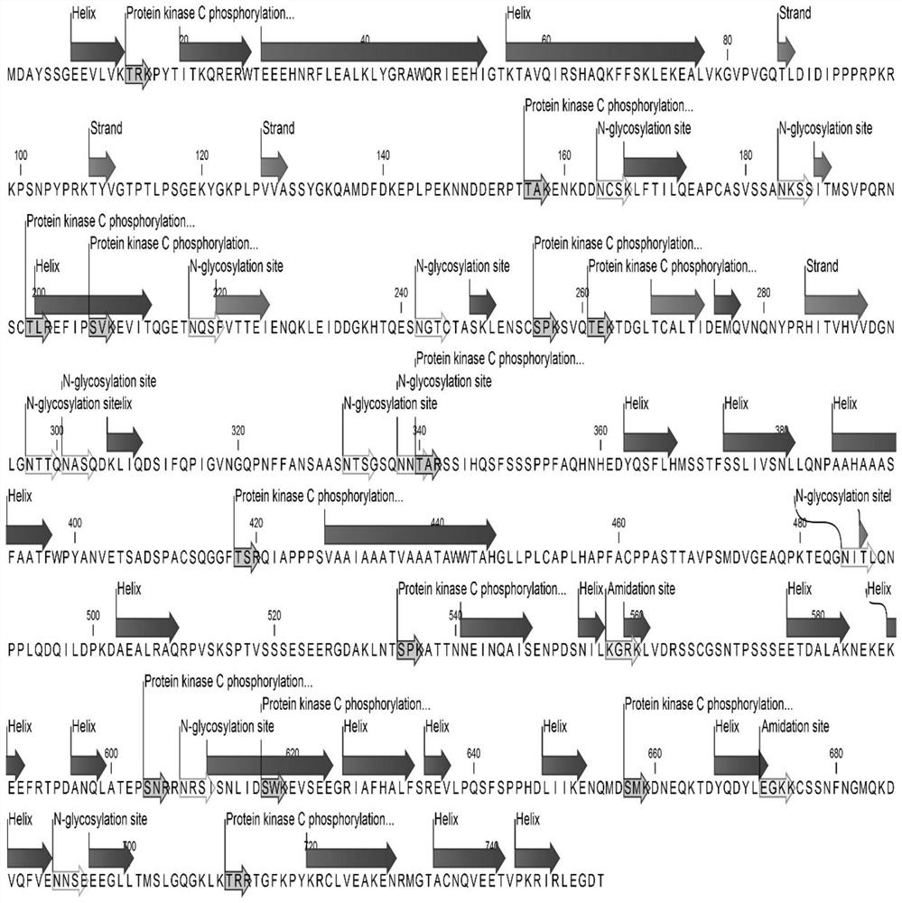 The lhy gene of Astragalus and its application