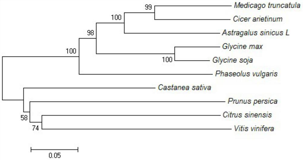 The lhy gene of Astragalus and its application