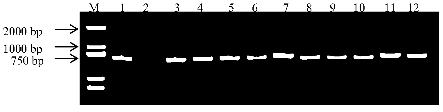 Method for detecting exogenous gene copy number in transgenic tobacco