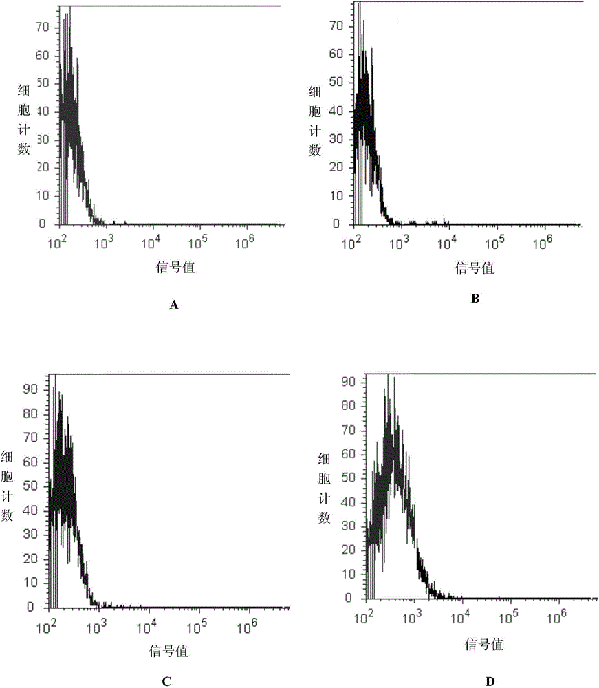 Polypeptide for specifically targeting human epidermal growth factor receptor 2 (HER2) protein