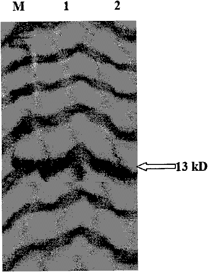 CpTI enzyme-linked immunoassay reagent kit as well as preparation method and application thereof