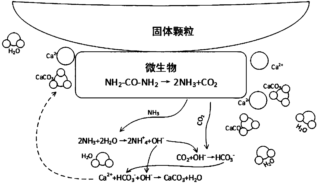 A method of strengthening the hydraulic fracture conductivity of soft coal seam