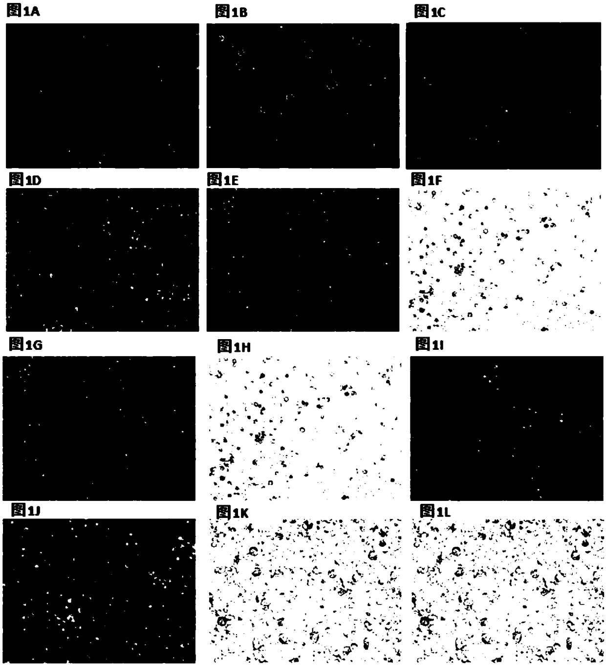 A method, composition and application for preparing pluripotent stem cell-like cells