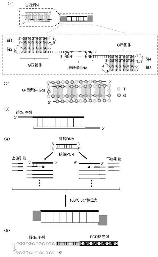 g tetramer covalent coupling dna molecule and dna self-transfection kit and application