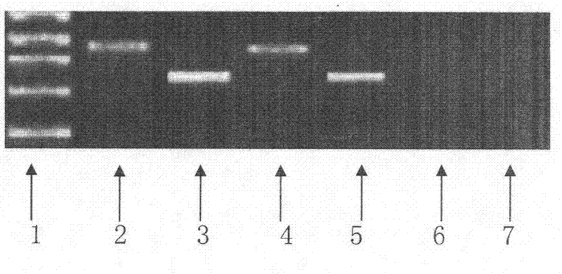 Bupleurum DNA (deoxyribonucleic acid) identifying kit and identifying method