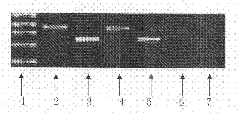 Bupleurum DNA (deoxyribonucleic acid) identifying kit and identifying method