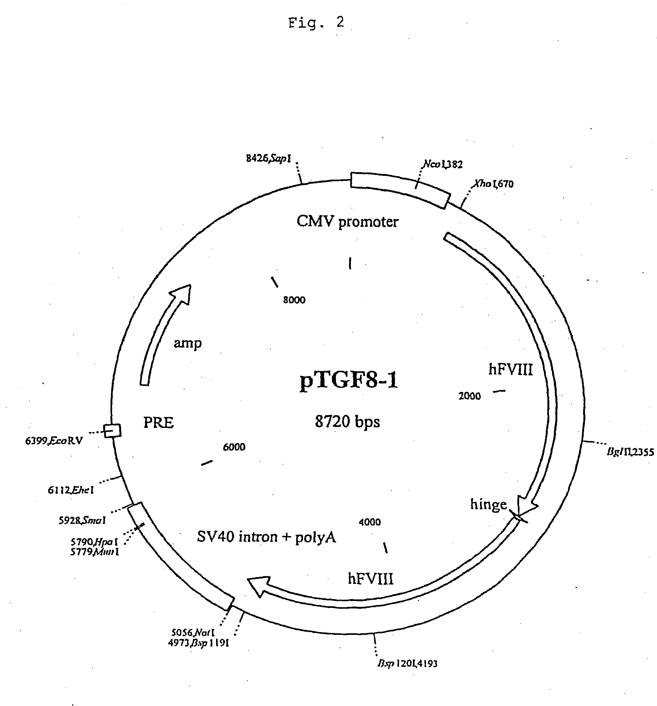 Production of recombinant blood clotting factors in human cell lines