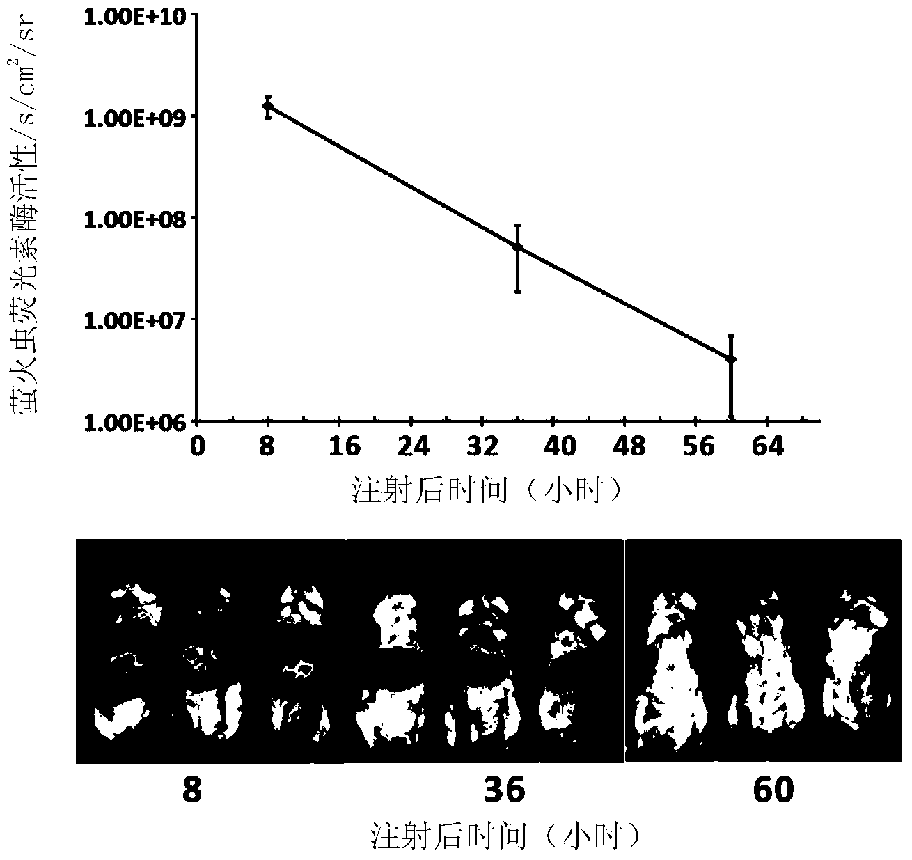 Mouse model capable of monitoring NF (nuclear factor)-kB activity in liver by virtue of in-vivo imaging and construction method of mouse model