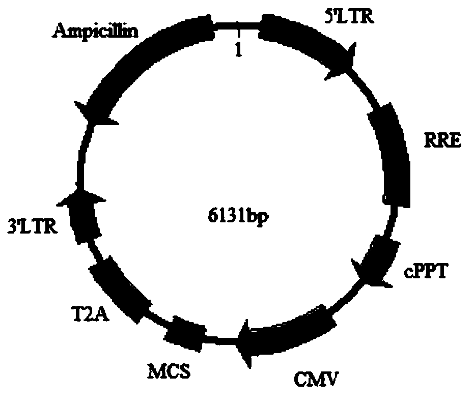 Detection material for resisting CASPR2 autoantibodies in human body fluid, preparation method and application