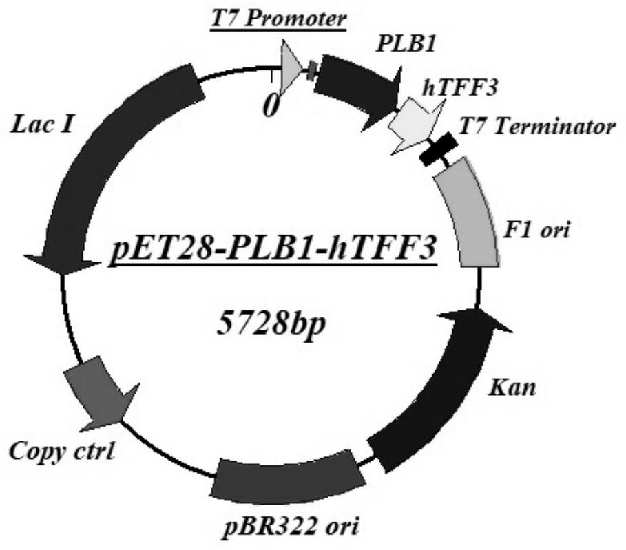 Application of plb protein in constructing expression vector of fusion protein with chaperone-like function