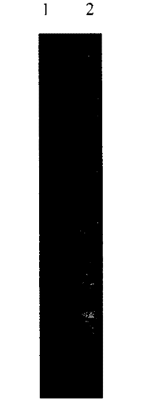 Method for preparing reverse transcription loop-mediated isothermal amplification (RT-LAMP) reaction kit for detecting bovine viral diarrhea viruses