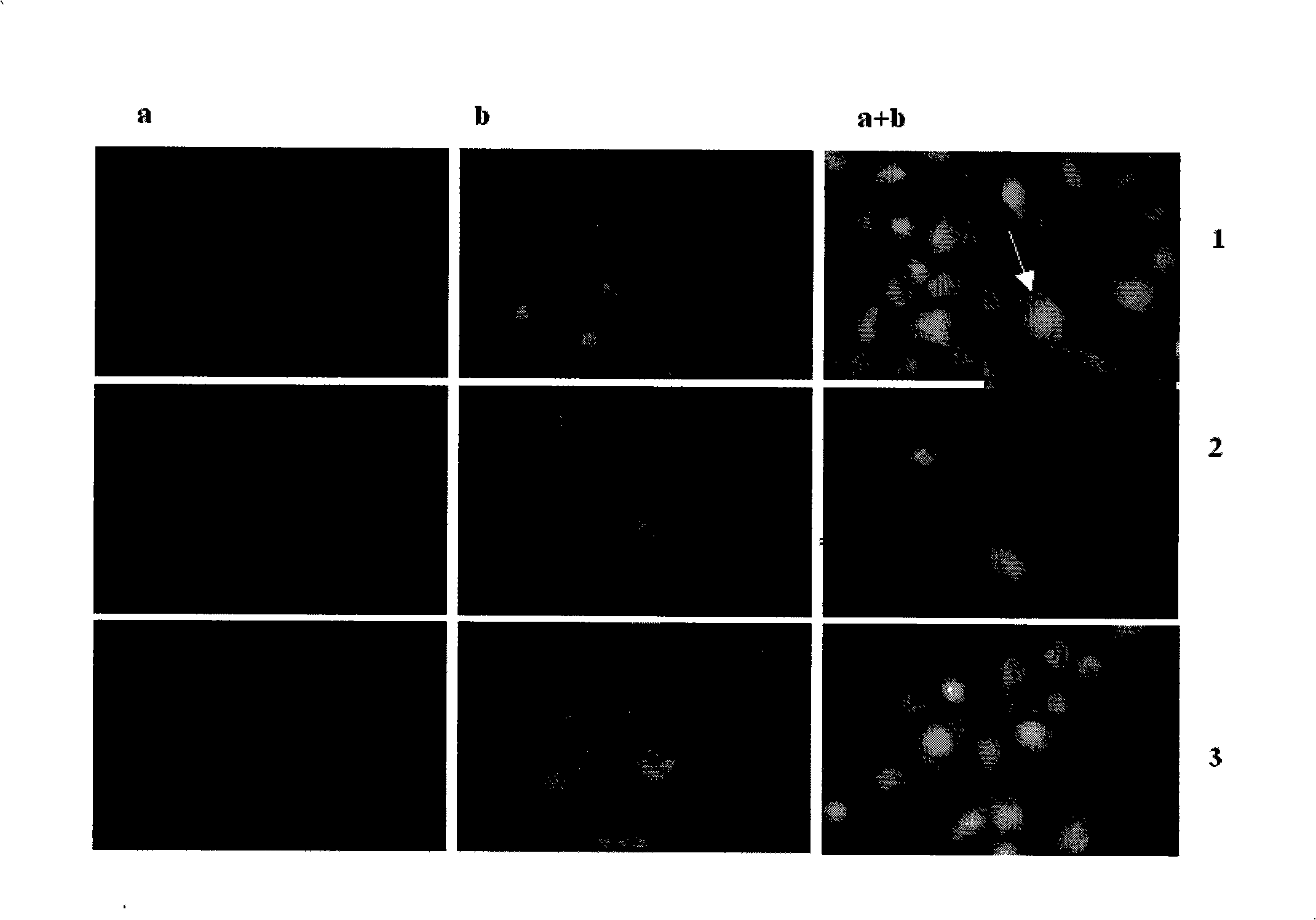 Applications of gastrodine in preparing cysteine proteinase-3 active inhibitor