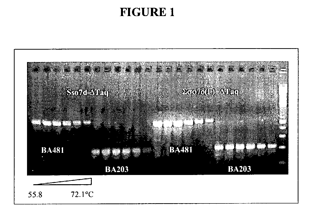 Sso7-polymerase conjugate proteins