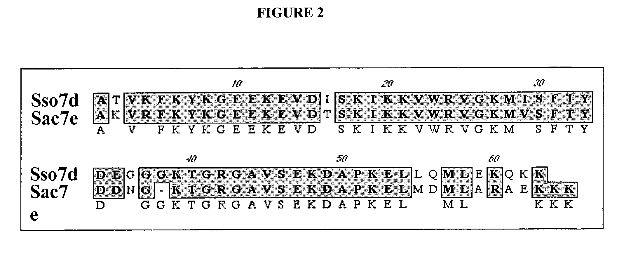 Sso7-polymerase conjugate proteins