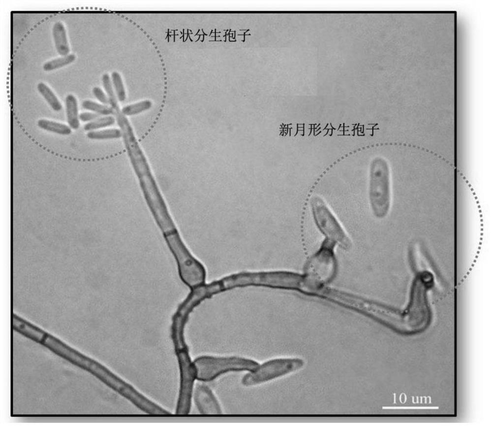 A method for rapid application of solid culture products of Animidilia eziri to prevent and control pine wilt disease