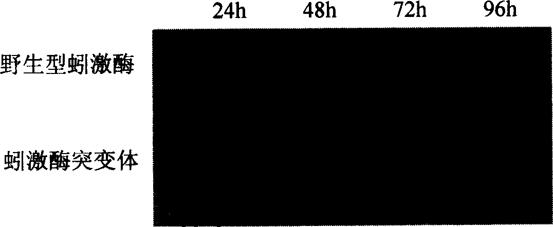 New earthworm kinase gene mutant