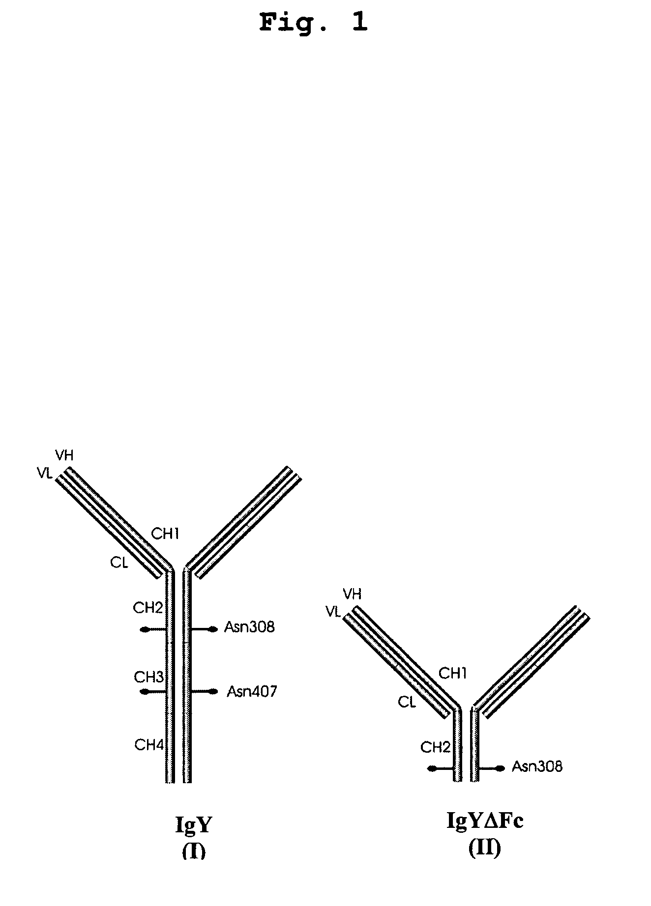 Bivalent IgY antibody constructs for diagnostic and therapeutic applications